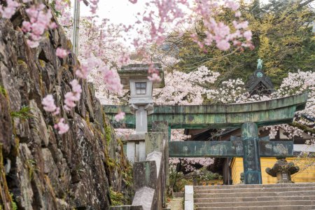 Das Torii-Tor des Konpira-Schreins (auch bekannt als Konpira-san oder Kotohira-Gu). Am Sando-Besuchspfad blühen im Frühjahr Kirschblüten. Kotohira, Kagawa, Japan.