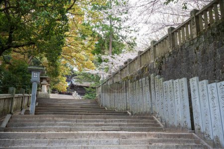 Konpira-Schrein (auch bekannt als Konpira-san oder Kotohira-Gu) Steinstufen. Im Frühling blüht die Kirsche in voller Blüte. Kotohira, Kagawa, Japan.