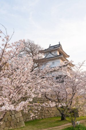 Château de Marugame avec des fleurs de cerisier en pleine floraison au printemps. Kagawa, Japon.