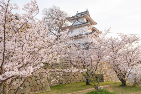Schloss Marugame mit Kirschblüten in voller Blüte im Frühling. Kagawa, Japan.