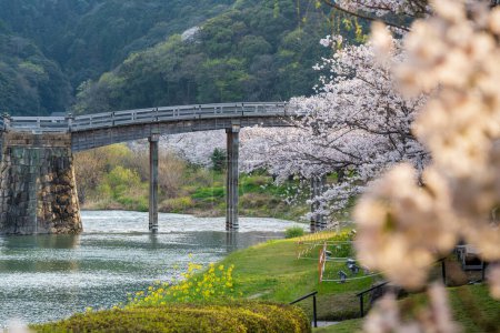 Kintai Bridge Sakura festival. Cherry blossoms along the Nishiki River bank. Iwakuni, Yamaguchi Prefecture, Japan.