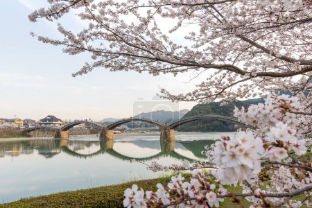 Kintai Bridge Sakura festival. Cherry blossoms along the Nishiki River bank. Iwakuni, Yamaguchi Prefecture, Japan.