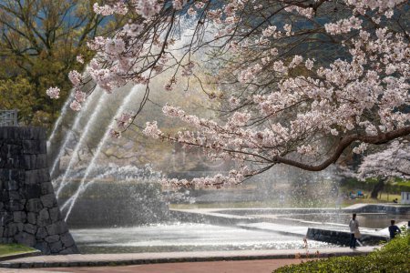 Fountain in Kikko Park at the foot of Iwakuni Castle. Cherry blossoms full blooming in springtime. Iwakuni, Yamaguchi Prefecture, Japan.