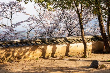 Iwakuni castle stone wall with cherry blossoms full blooming. Iwakuni, Yamaguchi Prefecture, Japan.