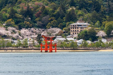 O-torii ( Grand Torii Gate ) stands in Miyajima Island bay beach. Cherry blossom full bloom in springtime. Hiroshima, Japan. Translation : "Itsukushima Shrine"