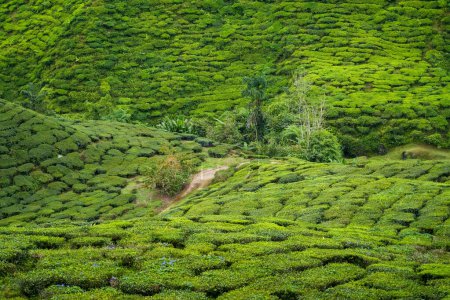 Tea plantation field on Cameron Highland, Pahang, Malaysia. Country road on assam tea garden. Footpath through green tea garden. Tea plantation texture