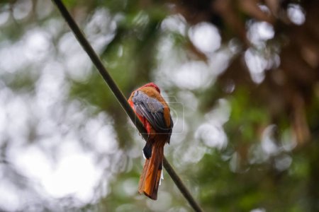 Photo for Beautiful Red-headed Trogon bird (Harpactes erythrocephalus) perching on a cable in Fraser's Hill, Malaysia - Royalty Free Image
