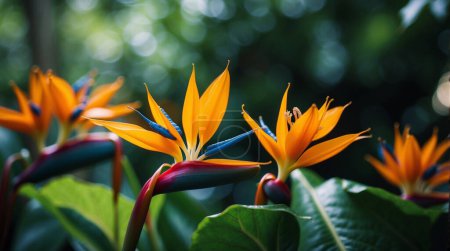 Paradiesvögel tropische Blume