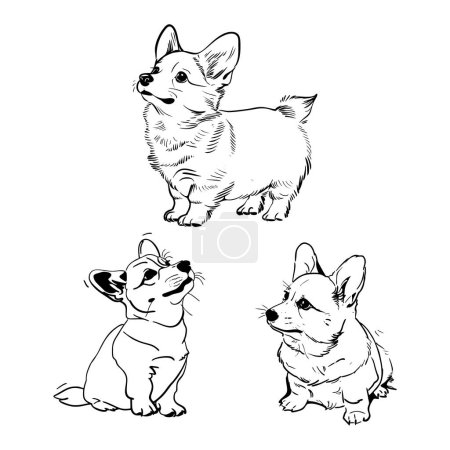 Welsh corgi, corgi, dog, puppy, funny, hand drawn illustration, black and white, pets