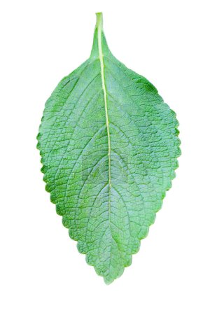 Téléchargez les photos : Boldo : plante verte nommée Boldo da Terra au Brésil. Plante utilisée pour la fabrication du thé e produtos medicinais - en image libre de droit
