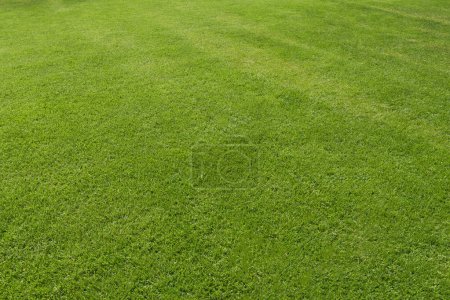 Foto de Verde hierba fresca en día soleado para el uso de fondo - Imagen libre de derechos