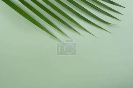 Foto de Palmera tropical sobre fondo verde vivo - Imagen libre de derechos