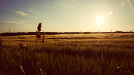 Foto de Panorama trigo oro campo rural - Imagen libre de derechos