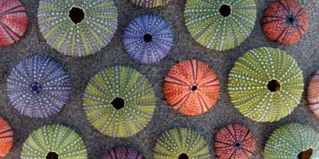 Seeigel-Muscheln auf nassem Sand Draufsicht Nahaufnahme, natürlicher Musterhintergrund
