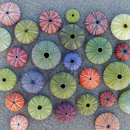 sea urchin shells on wet sand top view close up, natural pattern background
