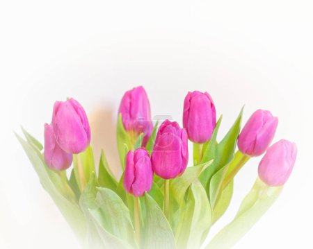 flores de tulipán de color violeta sobre fondo blanco borroso