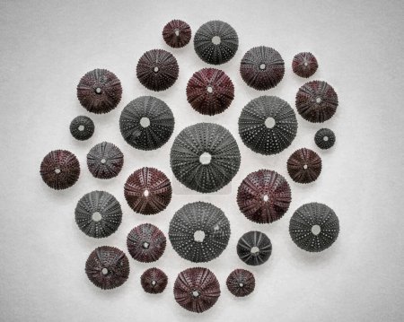colection of black and red sea urchins on white background, textured filtered background