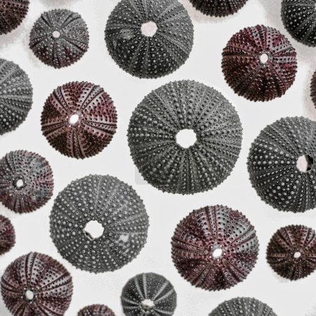 colection of black and red sea urchins on white background, textured filtered background