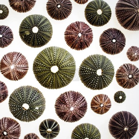 colection of sea urchins on white background, textured natural background
