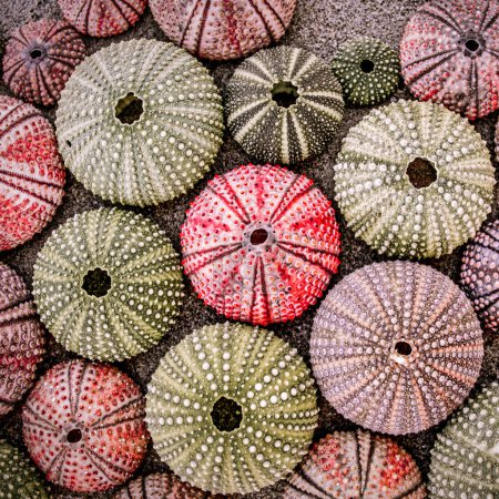 colection of sea urchins on dark grey sand, textured natural background