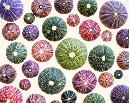 colection of sea urchins on white background, textured natural background