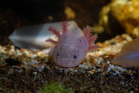 Foto de Axolotl salamandra cavar en fondo de arena en el vidrio delantero, anfibio domesticado de agua dulce divertido, endémico del Valle de México, especies tiernas de agua fría, humor de poca luz, fondo borroso, venta de tienda de mascotas - Imagen libre de derechos