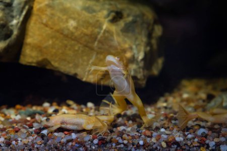 Photo for African clawed frog funny pose and show belly on gravel bottom, phlegmatic freshwater domesticated aquatic amphibian, easy to keep invasive species, low light design, blurred background, popular pet - Royalty Free Image