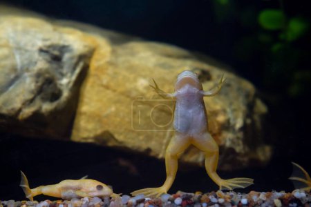 Photo for African clawed frog show belly and stare on gravel bottom, phlegmatic freshwater domesticated aquatic amphibian, easy to keep invasive species, low light mood design, blurred background, pet shop sale - Royalty Free Image