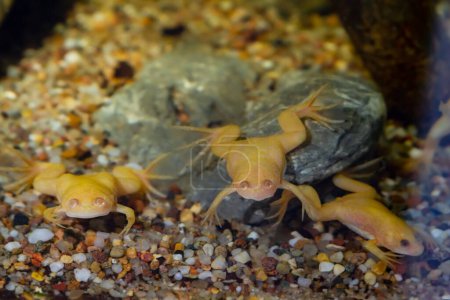 Téléchargez les photos : Groupe de grenouille griffée africaine repose dans une pose drôle sur le fond de pierre, amphibien aquatique domestiqué en eau douce flegmatique, facile à garder les espèces envahissantes, conception à faible luminosité, fond flou, animal de compagnie populaire - en image libre de droit