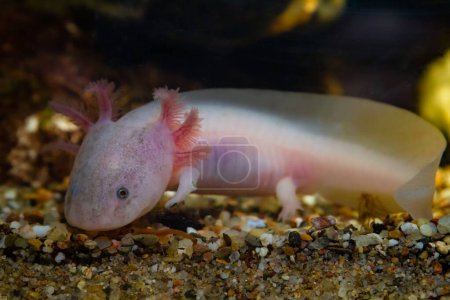 Photo for Axolotl salamander search for prey on sand bottom, funny freshwater domesticated amphibian, endemic of Valley of Mexico, tender coldwater species, low light mood, blurred background, pet shop sale - Royalty Free Image