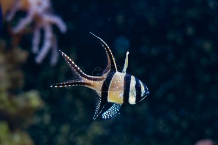 Banggai cardinalfish swim in water current, healthy, active animal in nano reef marine aquarium, easy to keep popular pet in LED actinic blue low light good for beginner, shallow dof, nature explore
