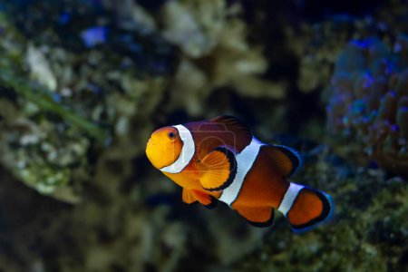 Foto de Ocellaris pez payaso macho dominante, animal activo entre corales blandos en acuario marino de nano arrecife, especies resistentes para pasatiempo acuarista experimentado, luz azul actínica led, diseño de contraste de color, modo nocturno - Imagen libre de derechos