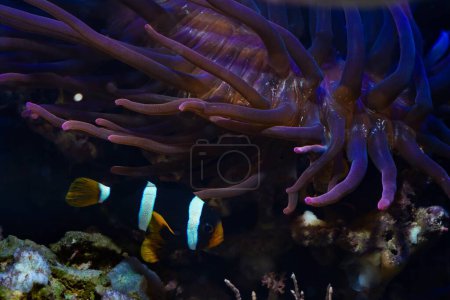 Photo for Young Clark's anemonefish fluorescent in LED actinic blue spotlight, bubble tip anemone move tentacles in flow, hunt for food, protect fish, live rock stone, reef marine aquarium require experience - Royalty Free Image