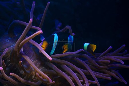 Foto de El anémona fluorescente de Clark en el reflector azul actínico led, la punta de burbuja anémona mueve tentáculos en flujo, caza de alimentos y protege a los peces en piedra de roca viva, el acuario marino de arrecife requiere experiencia - Imagen libre de derechos
