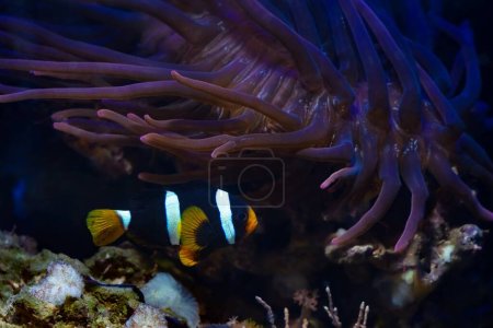 Foto de El pez anémona de Clark brilla fluorescente en el reflector azul actínico led, los tentáculos de movimiento anémona de punta de burbuja en flujo, la caza de alimentos y proteger a los peces, la piedra de roca viva, el acuario marino de arrecife requieren experiencia - Imagen libre de derechos