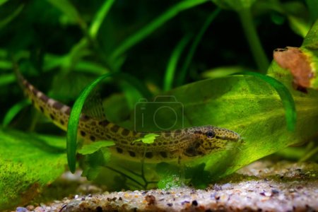 Photo for Spined loach, dwarf coldwater fish in European nature aquarium, close-up portrait on sand bottom among green vegetation, weather change forecasting animal, vulnerability of nature concept - Royalty Free Image