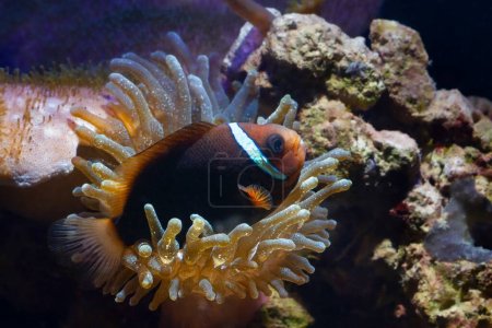 Photo for Young tomato clownfish hide in bubble tip anemone, predator animal move tentacles in flow and protect fish, pet in nano reef marine aquarium, live rock stone aquadesign, LED actinic blue low light - Royalty Free Image