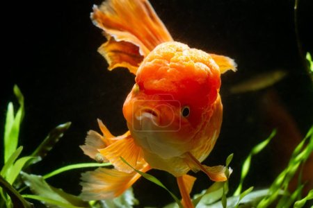 Photo for Comet tail oranda goldfish face at front glass in pet shop, orange Eastern ornamental breed of wild carp ancestor, popular commercial hybrid isolated in dark background, low light design concept - Royalty Free Image