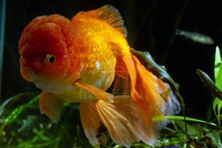 Photo for Juvenile oranda goldfish in pet shop, bright yellow and orange Eastern ornamental breed of wild carp ancestor, popular commercial hybrid isolated in dark background, low light nature design concept - Royalty Free Image
