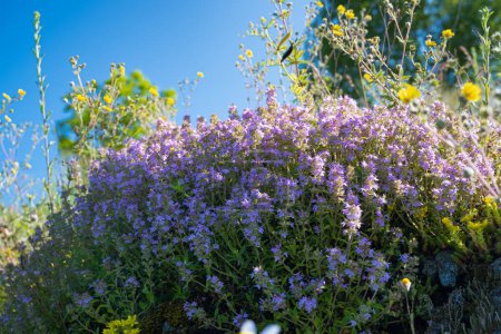 Photo for Big bush of wild thyme in sundawn clear deep blue sky background, small pink flower tender inflorescence enjoy summer morning, blur grass and trees, deep, medicinal herb, popular ecotourism concept - Royalty Free Image