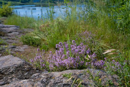 Photo for Bush of Thymus serpyllum grow in green grass on granite stone of riverbank, pink flower tender inflorescence bloom, blue water surface, medicinal herb concept, popular ecotourism hiking route path - Royalty Free Image