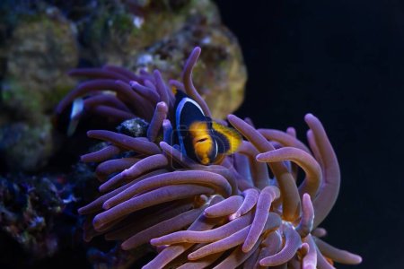 Photo for Clark's anemonefish symbiotic coexistence with bubble tip anemone, fluorescent animal move tentacles, live rock stone reef marine aquarium require professional experience, LED blue low light - Royalty Free Image