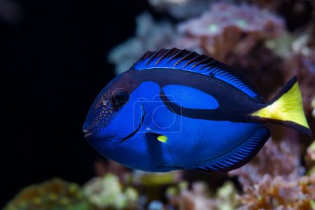 Téléchargez les photos : Bleu royal tang nager et montrer un comportement naturel dans l'aquarium marin récif corallien, animal de compagnie fluorescent nécessitent de l'expérience, néon brillant bleu et jaune queue briller dans LED actinique faible lumière, fond flou - en image libre de droit