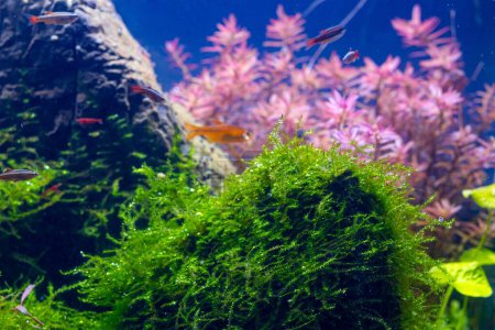 Photo for Freshwater iwagumi aquascape detail, Amano style planted stone aquadesign, vivid colors in bright LED light, deep color perspective, professional plant aquarium care, blurred fish shallow dof - Royalty Free Image