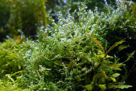 java moss plant oxygenate air bubble, pearling process after water change, freshwater Amano style planted iwagumi aquascape detail, vivid colors in bright LED light, professional aquarium care tips