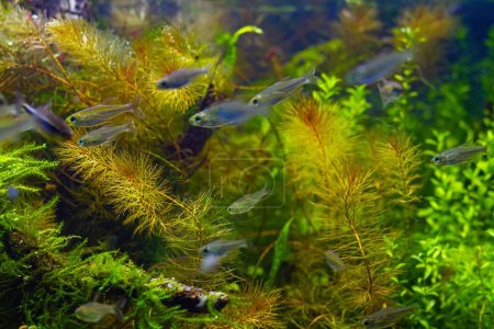 shoal of blurred juvenile congo tetra fish swim in freshwater iwagumi aquascape, healthy colorful plants, Amano style planted aquadesign, vivid colors in bright LED light, professional aquarium care
