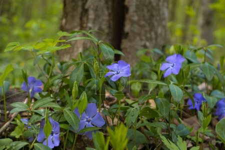 Téléchargez les photos : Common periwinkle subshrub blue flower, blur forest tree background, feeling wildlife and nature concept, peace and freedom, victory of life over death symbol, spring awakening ecotourism header - en image libre de droit