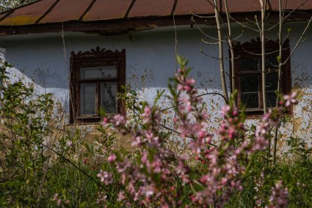 Foto de Old abandoned clay country house detail, stained tin roof, blurred dwarf almond bush blossom in spring sunshine, grass grow in desolate yard, traditional architecture, ecotourism, history exploration - Imagen libre de derechos