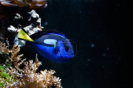 Téléchargez les photos : Royal blue tang swim and hide in Kenya tree soft coral, reef marine aquarium, fluorescent pet require experience, neon glowing blue and yellow tail shine in LED actinic low light, blurred background - en image libre de droit