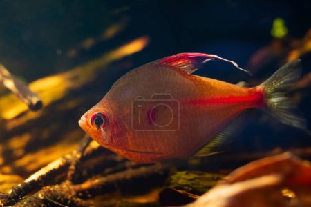 Photo for Nature look of bleeding heart tetra dominant male show neon glowing colors, shine in tea color acid water low light, aggressive Rio Negro endemic characin fish in blackwater style biotope aquarium - Royalty Free Image